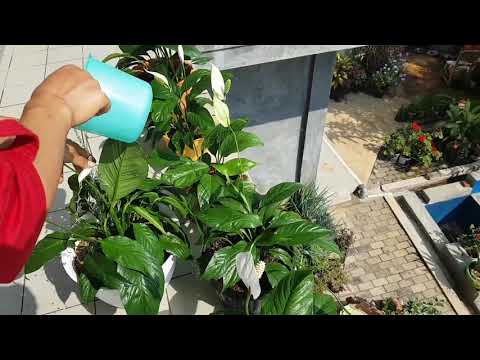 Video: Cara Merawat Spathiphyllum Dalam Ruangan