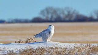 Snowy Owl Photography in Saskatchewan with Todd White