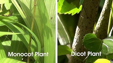 Monocot and Dicot Plants - MeitY OLabs