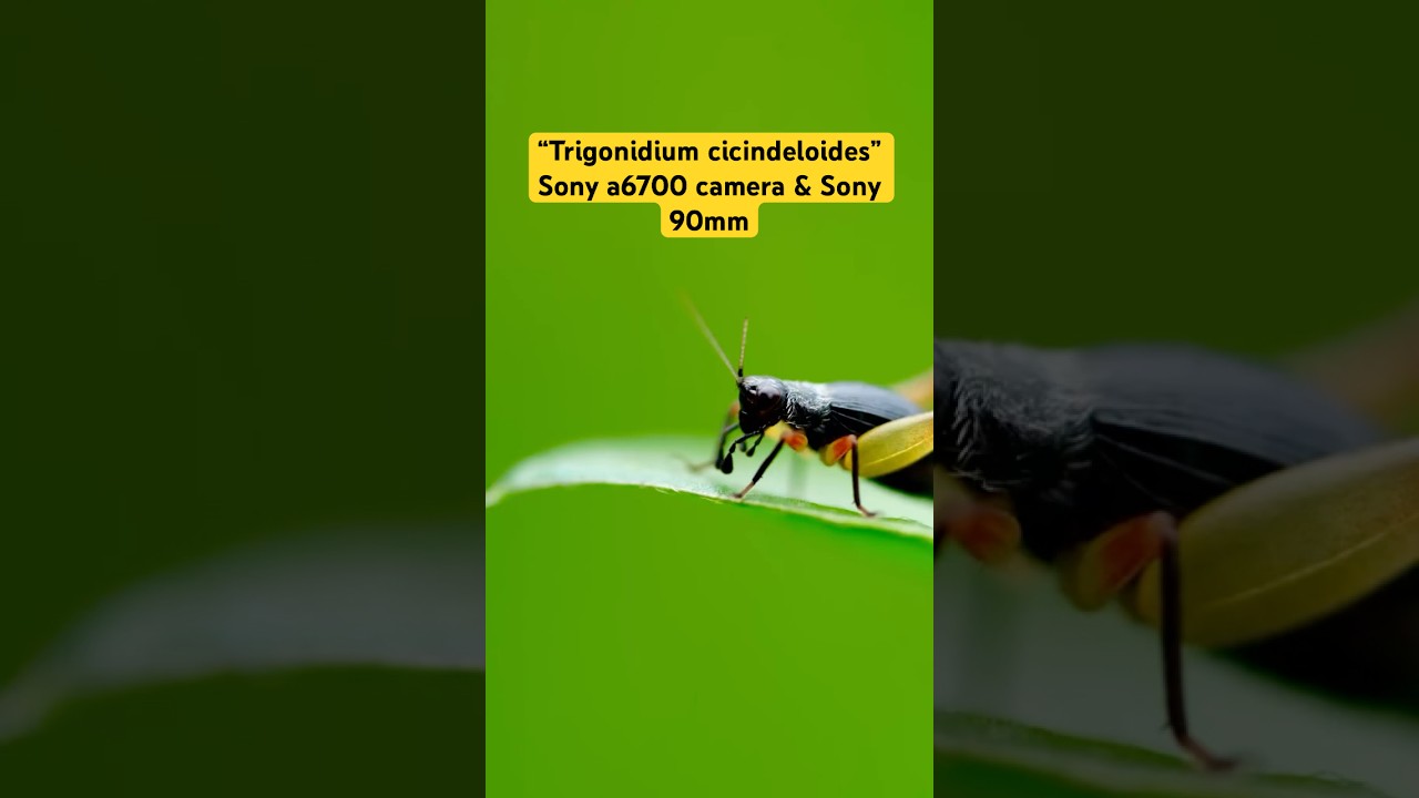 Trigonidium cicindeloides bug | bug video | Sony a6700 camera & Sony 90mm macro lens | 