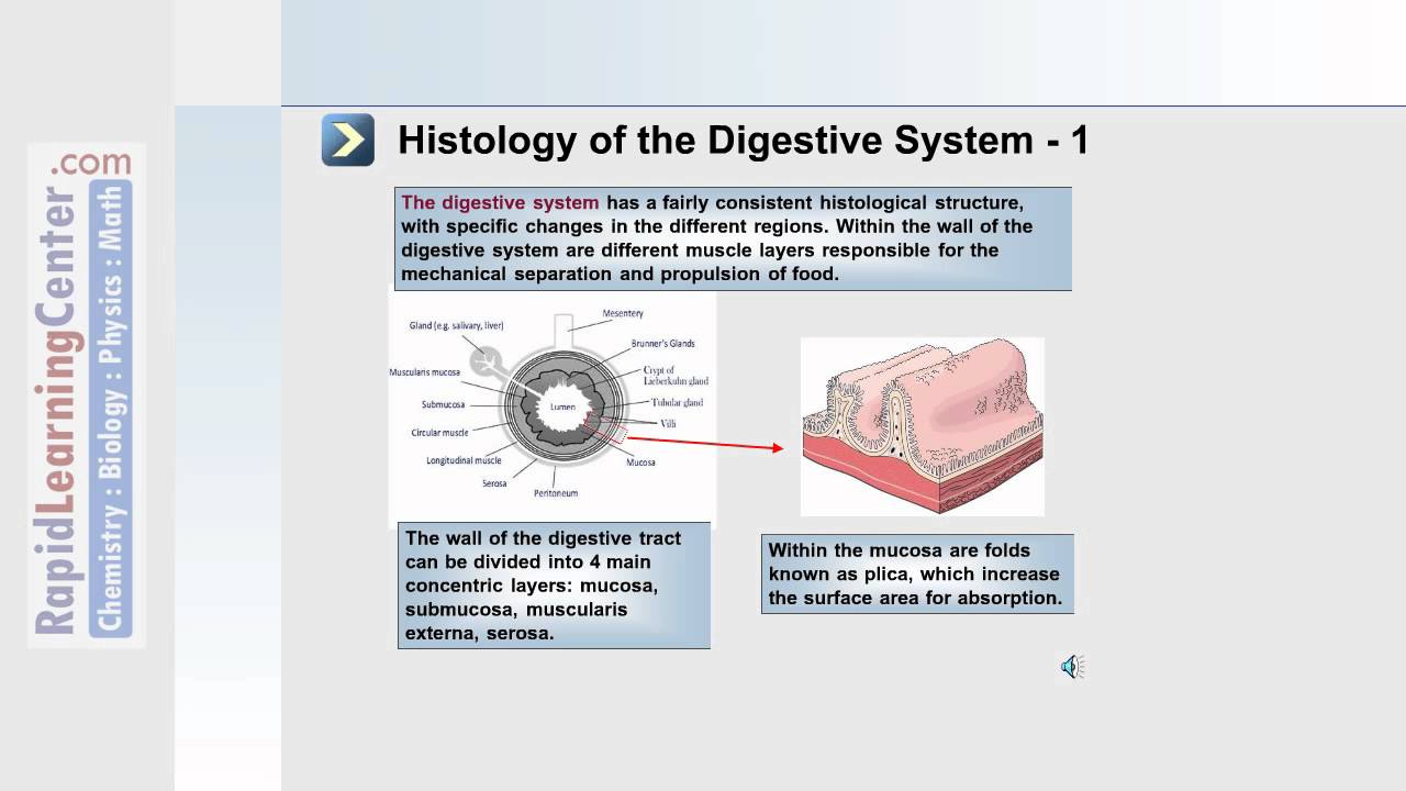 The Digestive System, Metabolism and Nutrition - Part 1 of 5 - YouTube