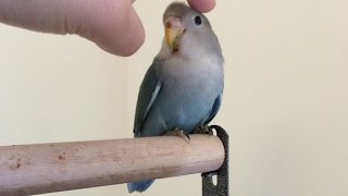 How to hand tame a lovebird in 5 days