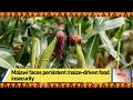 Malawi faces persistent maize-driven food insecurity