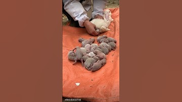 Cute baby rabbit 😘 #rabbit #bunny #shorts #short