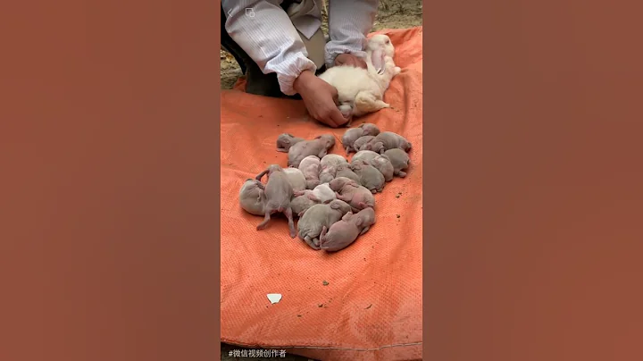 Cute baby rabbit 😘 #rabbit #bunny #shorts #short