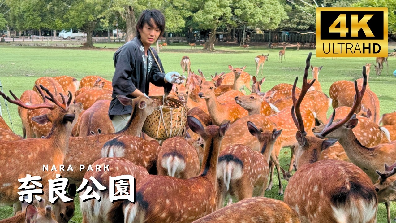 The Perfect Nara Day Trip: Japan’s first permanent capital!  奈良公園