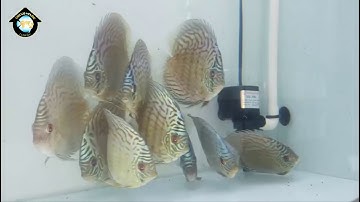 CÁ DĨA BÔNG XANH - BLUE TURQUOIS - SIZE 10/11