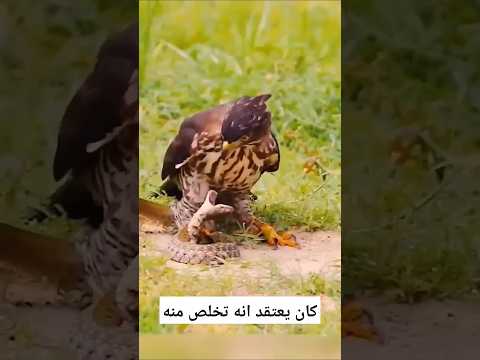 قبضة مخلب الصقر قوية ورمي النقرات نهاية خفية 