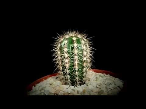 Botanic -  pachycereus pringlei