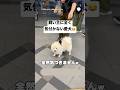 飼い主に全く気づかない愛犬、匂いで気づいた瞬間が可愛すぎる💕 #ポメラニアン #犬 #いぬ #可愛い犬 #かわいい