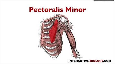 The Origin  Insertion  and Action of Pectoralis Minor . anatomy