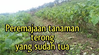 Pemangkasan pada tanaman terong || peremajaan tanaman tua