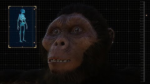 Forensic Facial Digital Reconstruction 3D - Australopithecus Afarensis (Lucy)