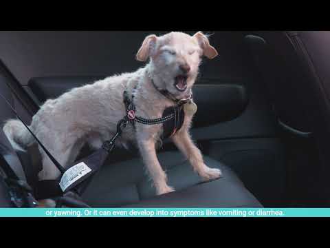 Video: Hur man blir ängslig, rädd eller rörelsjuka hundar som brukar rida i bilen