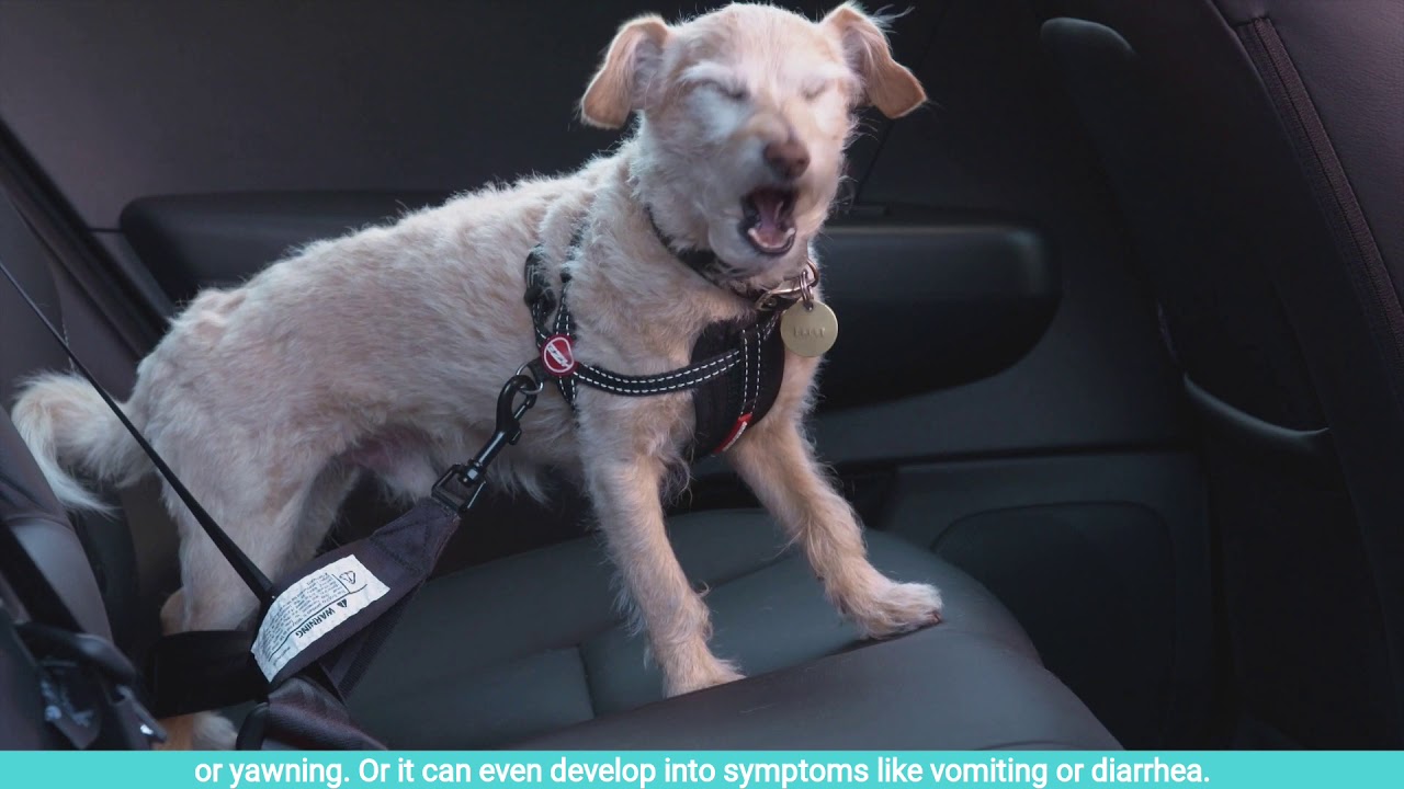 Tips For Helping Dogs Overcome Anxiety With Car Travel Or Motion Sickness