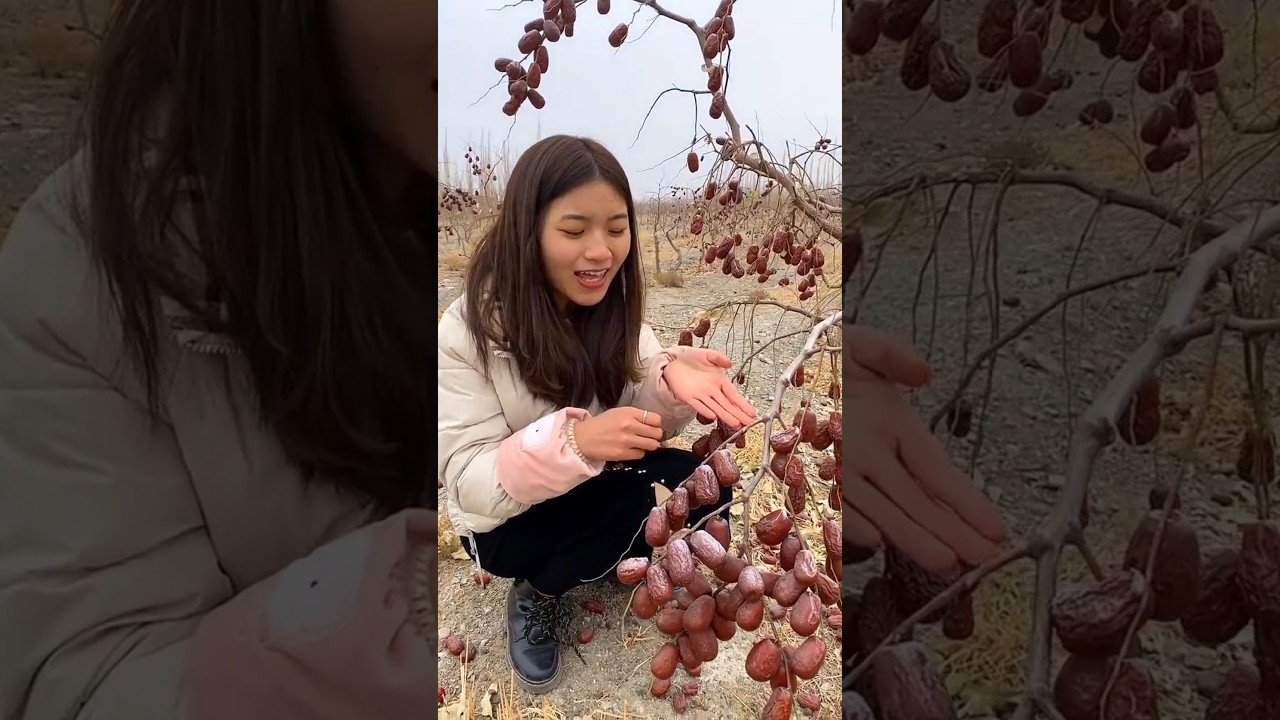 Delicious Sweet Chinese Red Dates | Amazing Jujube Fruits Farming 