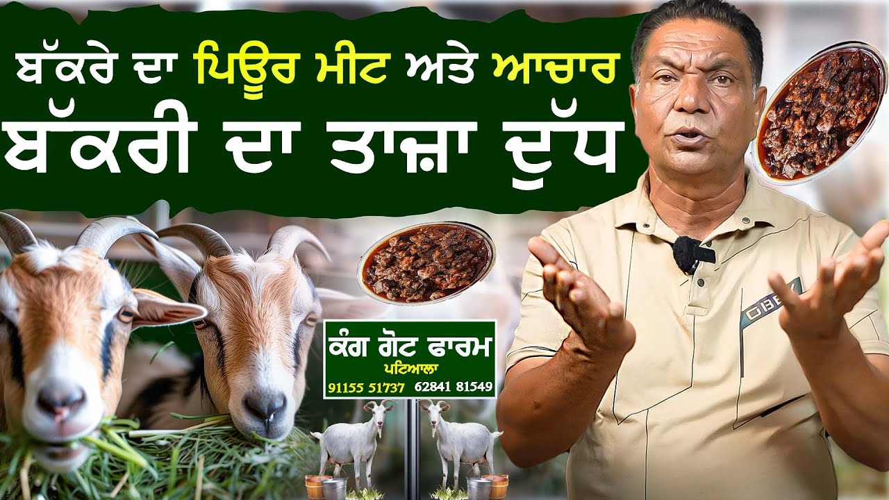 ਬੱਕਰੇ  ਦਾ ਪਿਊਰ ਮੀਟ ਅਤੇ ਆਚਾਰ | Fresh Goat milk and Meat | Kang Goat Farm