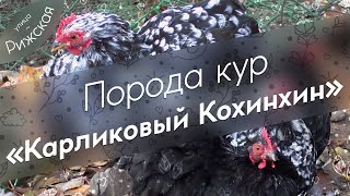 Карликовый Кохинхин 🐓 Не только декоративные курочки