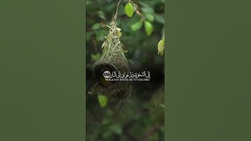 القارئ: خالد الجليل 🍃  أرح سمعك 🥀 #قرآن #quran #تلاوة_خاشعة