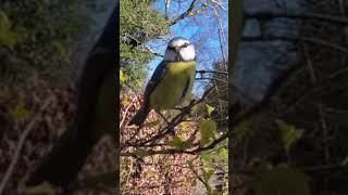 Camera Loving Blue Tit.