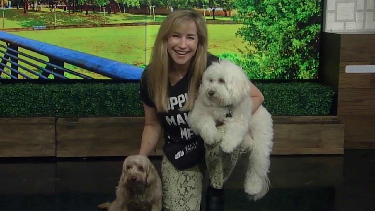 Houston dog trainer shares 3 ways to prevent and stop a dog’s counter surfing | HOUSTON LIFE | K...