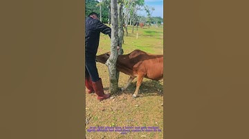 Rescuing a Stuck Cow: Freeing a Calf Trapped Between Trees