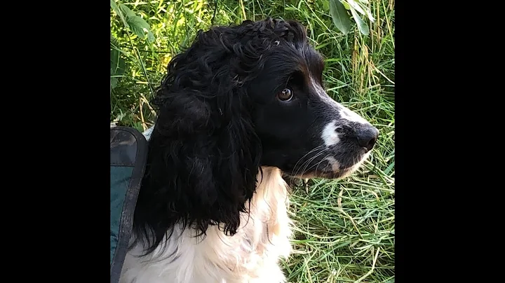 Duck shoot around the flight ponds (camera test)