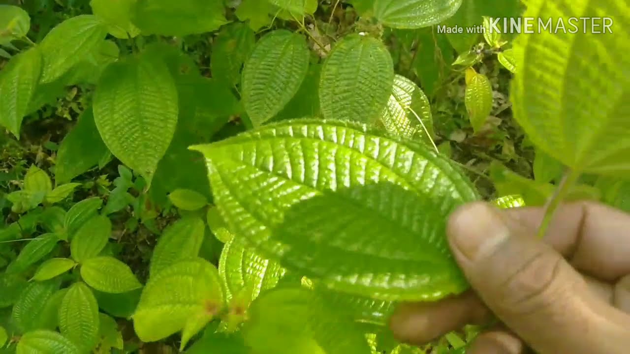 Senggani Tanaman Liar Bermanfaat 