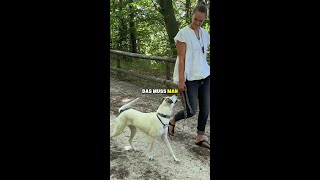unsicherer Hund? #Hundetraining