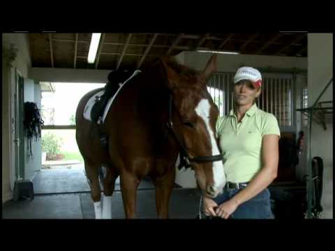 فيديو: Auxois Horse Breed هيبوالرجينيك والصحة ومدى الحياة