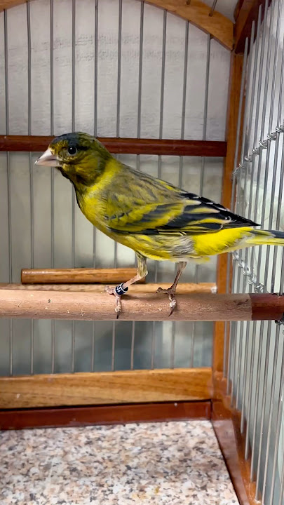 Black Hooded yellow siskin mule | Cabecita negra | Spinus Magellanica | Pintassilgo | Siskin Mule