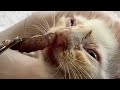 Huge cuterebra removed from little kittens nose part 6