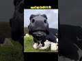 Why Cow Need Salt 😱 #facts #shorts #shortsfeed