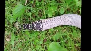 Curious Kids: when a snake sheds its skin, why isn't it colourful?