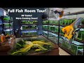 Full Fish Room Tour! 80 Tanks! Imported Guppies, Angelfish, Rice Fish, Plecos, Rainbowfish & More