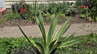Xeric plantings in Cincinnati zone 6b 