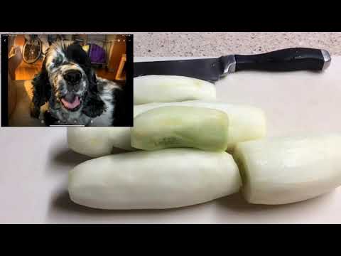 Video: Kurkun Syöpä (kondrosarkooma) Koirilla
