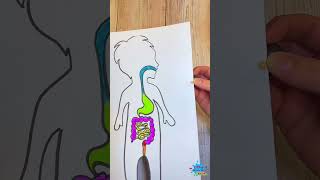 نشاط الجهاز الهضمي - The Digestive System kids activity