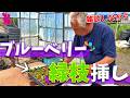 【雑談多め】ブルーベリーを増やしたいなら緑枝挿しも有りです!
