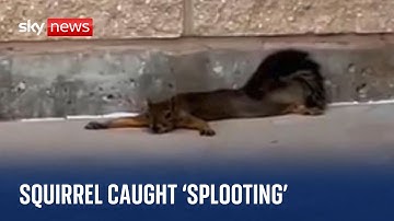Footage is released by park showing squirrel 
