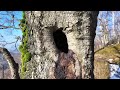 Winterwanderung zum Fuchsstein