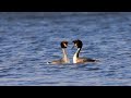 春のカンムリカイツブリ　Great crested grebe in spring