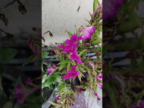 Video: Celosia (68 Fotografií): Stříbrná Celosia A Další Druhy A Odrůdy Květin. Výsadba A Péče O Ně Na Otevřeném Poli Na Záhonech A V Květináči Doma