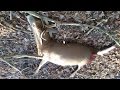 VLOG 21FIRST BUCK OF THE 2015 SEASON