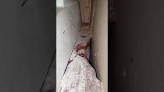 Download Lagu Huge Rat. LOOK at the tail!! LONDON MP3