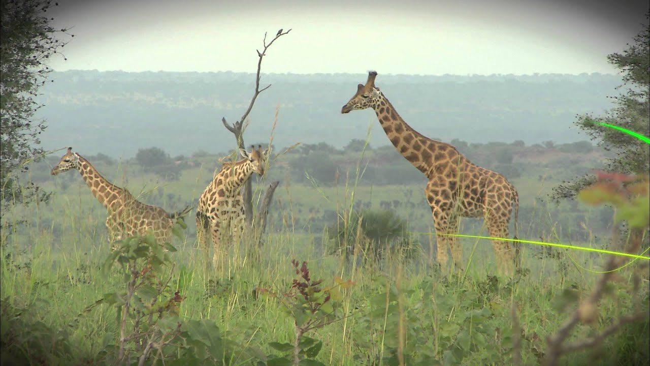 Walt Disney's Words Tell Today's Conservation Story