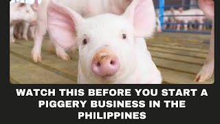 10 Things You Should Know Before Starting a Piggery Business in the Philippines