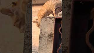 #comedy #catfunny niche aao beta 🐈 😻 #love viral 😆 🤣 😂 shorts video