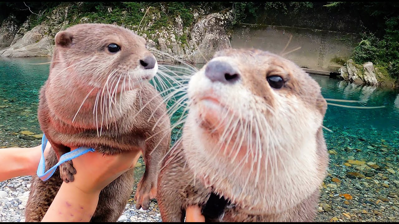 Оттер лайф 608. Выдрачки. Otter Life. The Otter who wanted to know. Man hugging Otter.