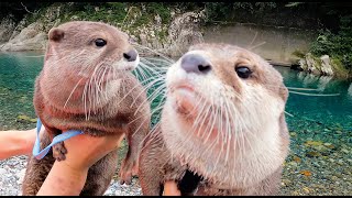 The otter who is too excited about his new friend not to be patient hugging [Otter life Day 359]